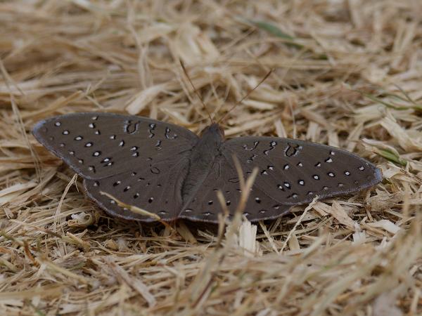 <h3><a href="/trips/safari/biota/animalia/arthropoda/insecta/lepidoptera/nymphalidae/hamanumida daedalus/hamanumida daedalus-nl.html">Hamanumida&nbsp;daedalus</a> / Guinea‑fowl&nbsp;butterfly / </h3>OM-1 Mark II met OLYMPUS M.300mm F4.0, 1/2500 sec  bij F4.5, ISO 400, afstand 3.15&nbsp;m